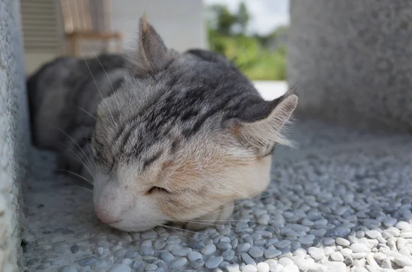 Cat dormindo ao ar livre — Fotografia de Stock