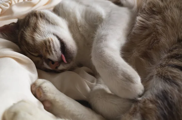 Gato adormecido na cama — Fotografia de Stock