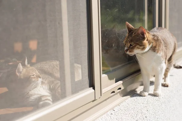 Chat tabby rencontrer un autre — Photo