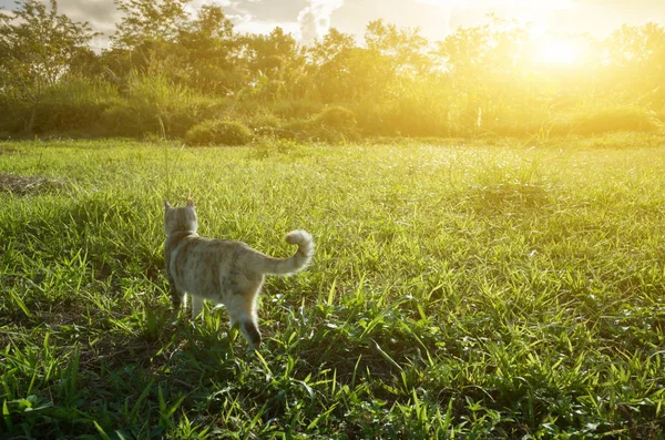 Katzenspaziergang auf der Wiese — Stockfoto