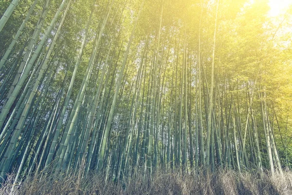 Bamboebos op Shee — Stockfoto