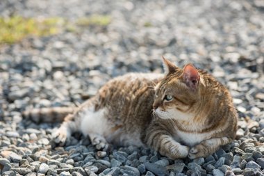 şişman tekir kedi