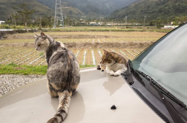 Katze auf Auto — Stockfoto