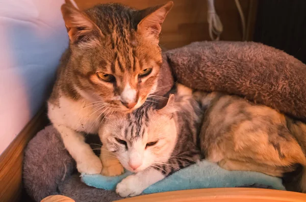 Katzenpaar sitzt — Stockfoto