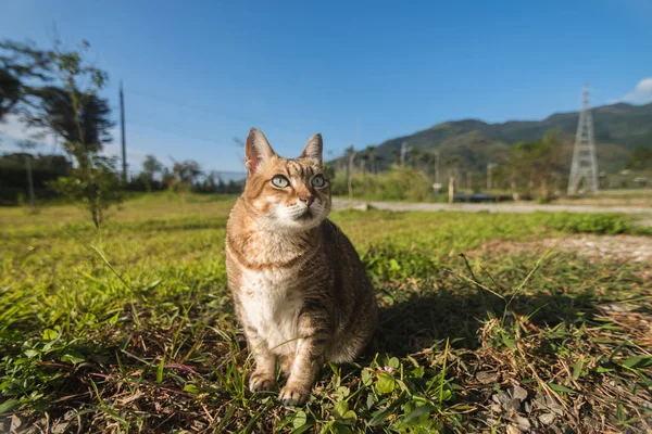 Alte Katze auf der Weide — Stockfoto