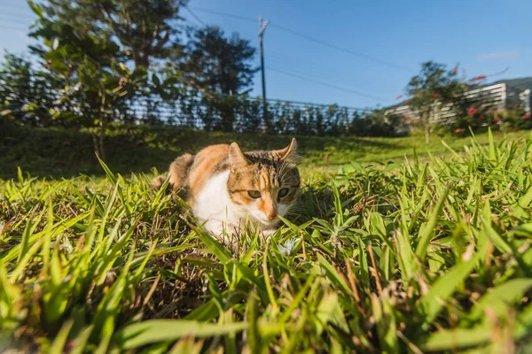 Kleines Katzenspiel — Stockfoto