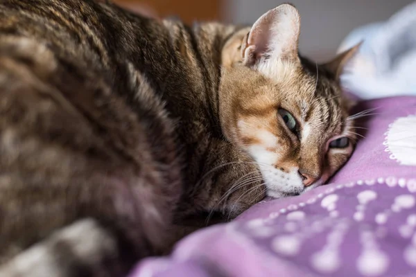 Katze liegt auf Bett — Stockfoto