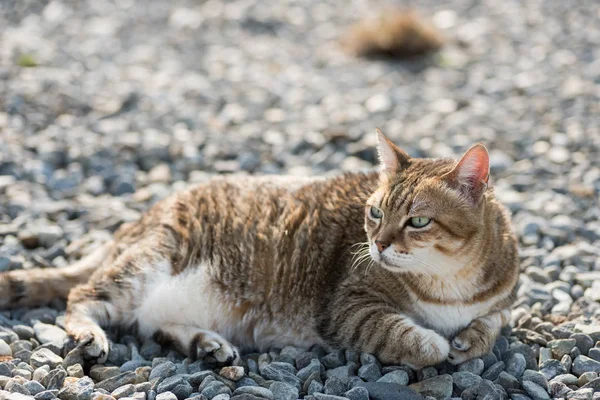 Gato gordo tabby — Foto de Stock