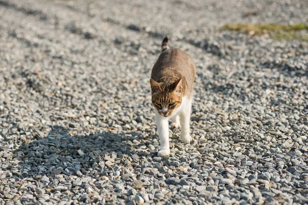 Kot domowy spacerem — Zdjęcie stockowe