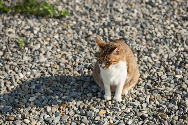 Grasso gatto tabby — Foto Stock