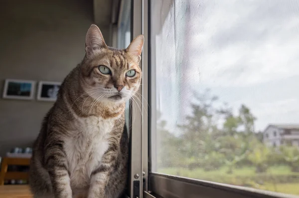Домашньої кішки таббі — стокове фото
