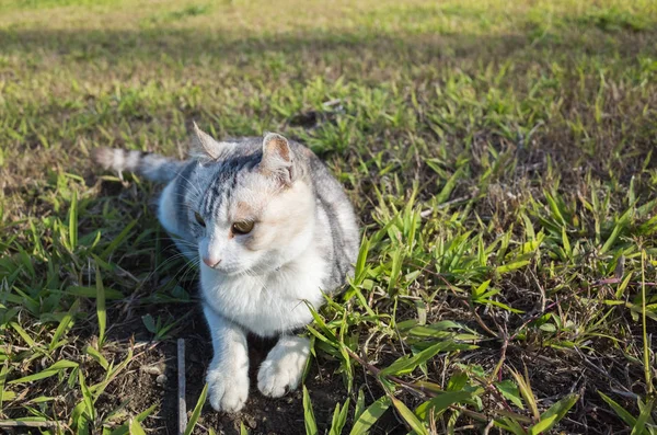 Lindo gato doméstico —  Fotos de Stock