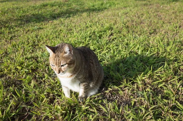 Alte Katze auf der Weide — Stockfoto