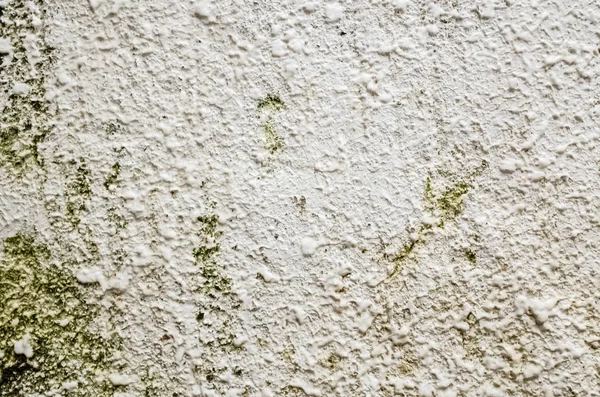 Mur de ciment avec mousse — Photo
