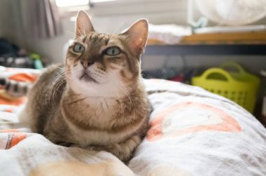 mutsuz şişman kedi