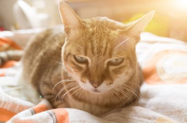 mutsuz şişman kedi