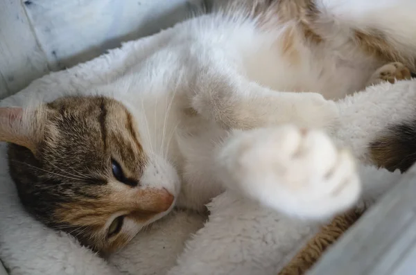 Lindo pequeño gato dormir —  Fotos de Stock