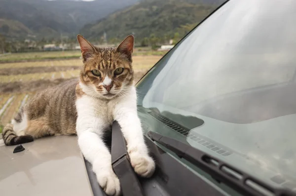 Cat on a car — Stock Photo, Image