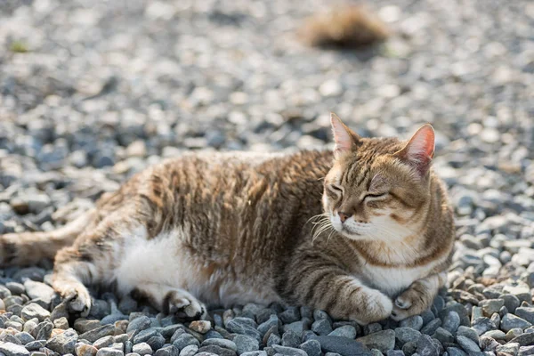 Gordura tabby gato — Fotografia de Stock