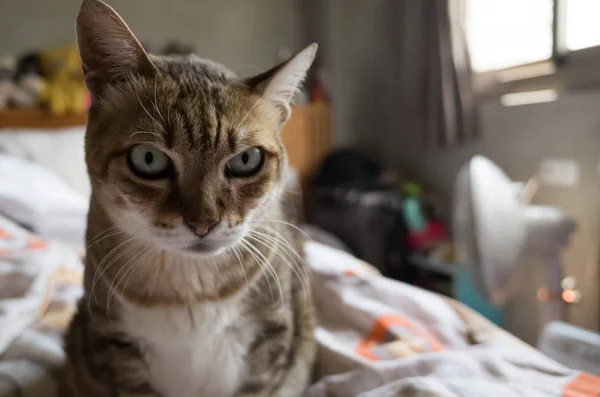 Gato gordo tabby — Foto de Stock