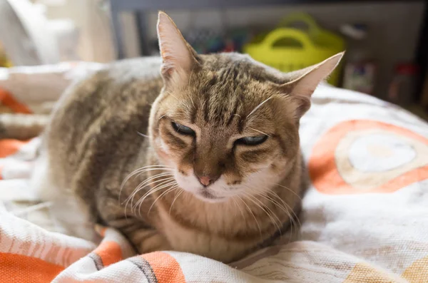 불행 한 살 찐 고양이 — 스톡 사진