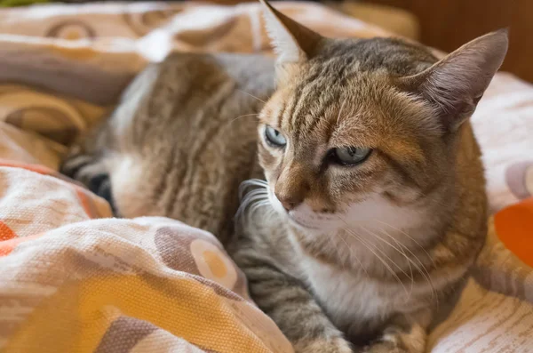 Gato gordo tabby — Foto de Stock