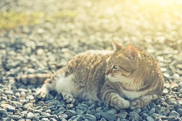 Grasso gatto tabby — Foto Stock