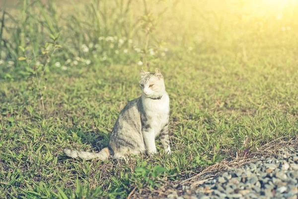 Gato sentarse en hierba — Foto de Stock