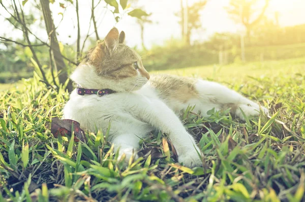 Kleine Katze sitzt — Stockfoto