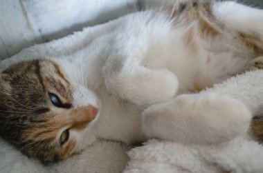 sevimli küçük kedi uyku