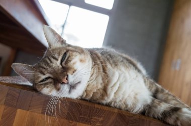 kedi uyku üzerinde bir başkanı