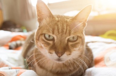 mutsuz şişman kedi