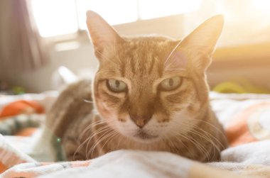 mutsuz şişman kedi