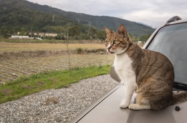 Cat on a car — Stock Photo, Image