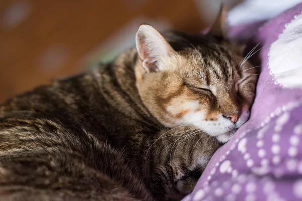 Кот лежит на кровати — стоковое фото