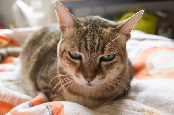 Gato gordo infeliz — Fotografia de Stock