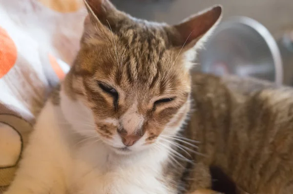 Gato gordo tabby — Fotografia de Stock