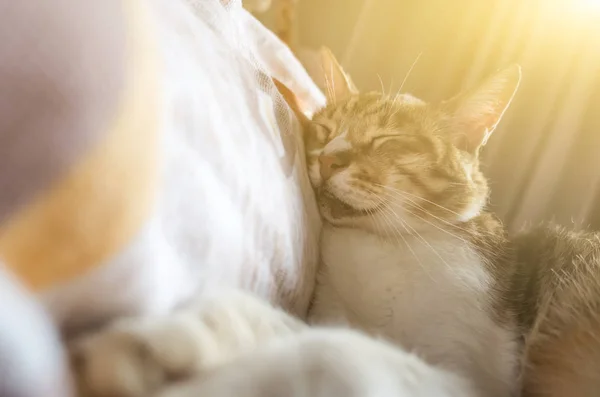 Gato gordo tabby — Fotografia de Stock