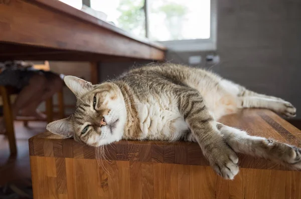 Katze schläft auf einem Stuhl — Stockfoto