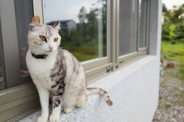 Коти ходять на вікні — стокове фото
