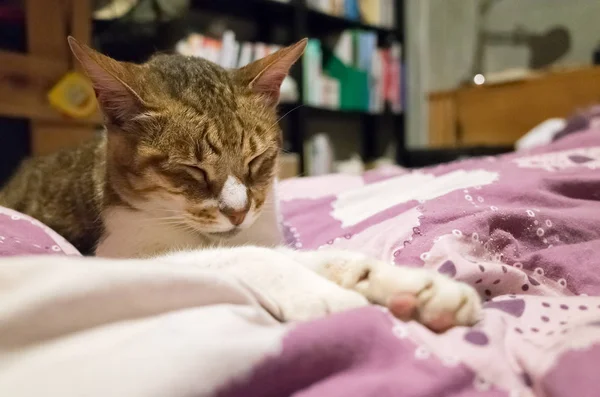 Gato sentarse y cerrar los ojos — Foto de Stock