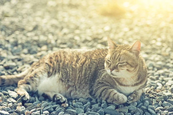 Fette gestromte Katze — Stockfoto