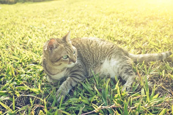 Alte Katze sitzt — Stockfoto