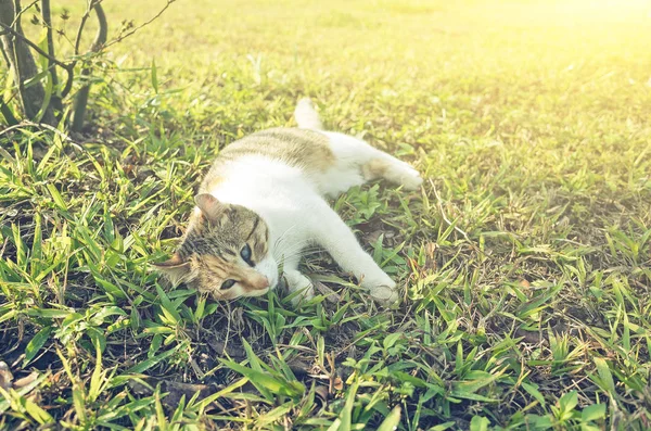 Kleine Katze sitzt — Stockfoto