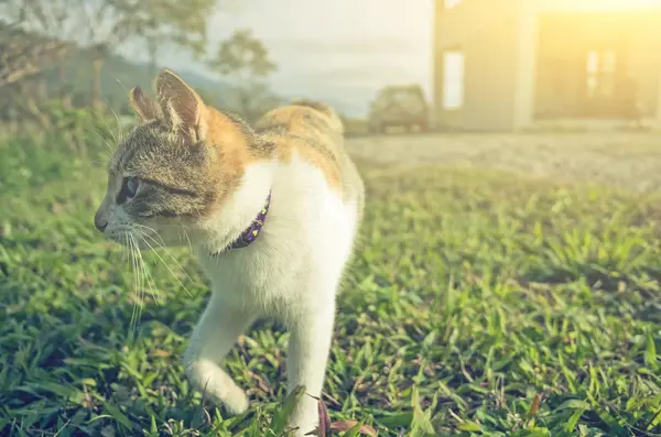 Kleine Katze spazieren — Stockfoto