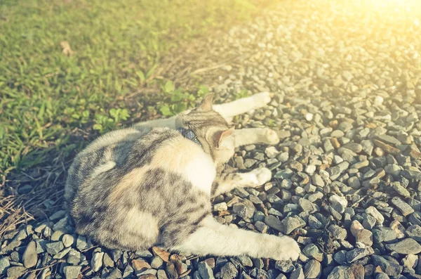 Kleine Katze juckt — Stockfoto