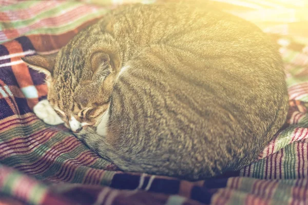 Cat lying on bed — Stock Photo, Image