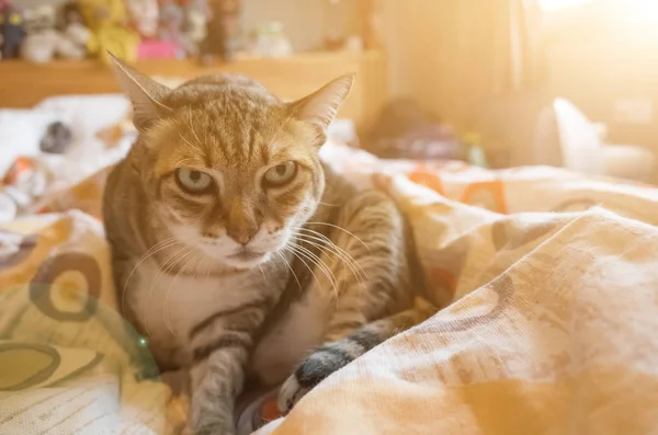 Tabby fat cat — Stock Photo, Image