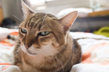 mutsuz şişman kedi