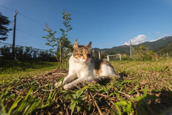 Piccolo gatto giocare — Foto Stock